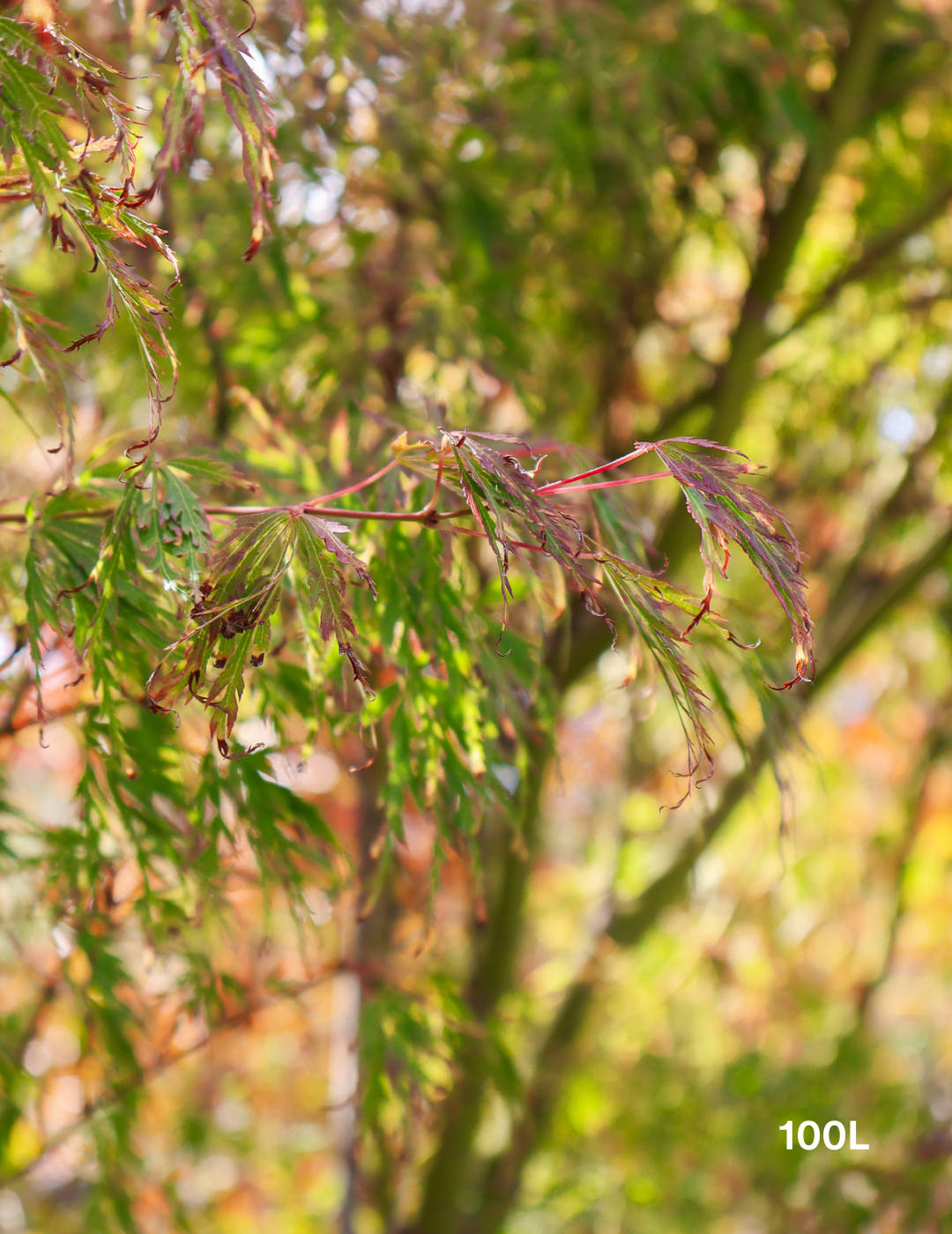 Acer palmatum dissectum 'Seiryu' (Japanese Maple) - Evergreen Trees Direct
