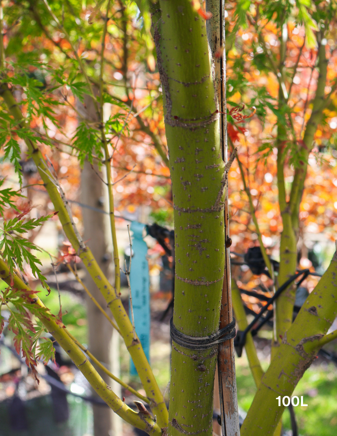 Acer palmatum dissectum 'Seiryu' (Japanese Maple) - Evergreen Trees Direct