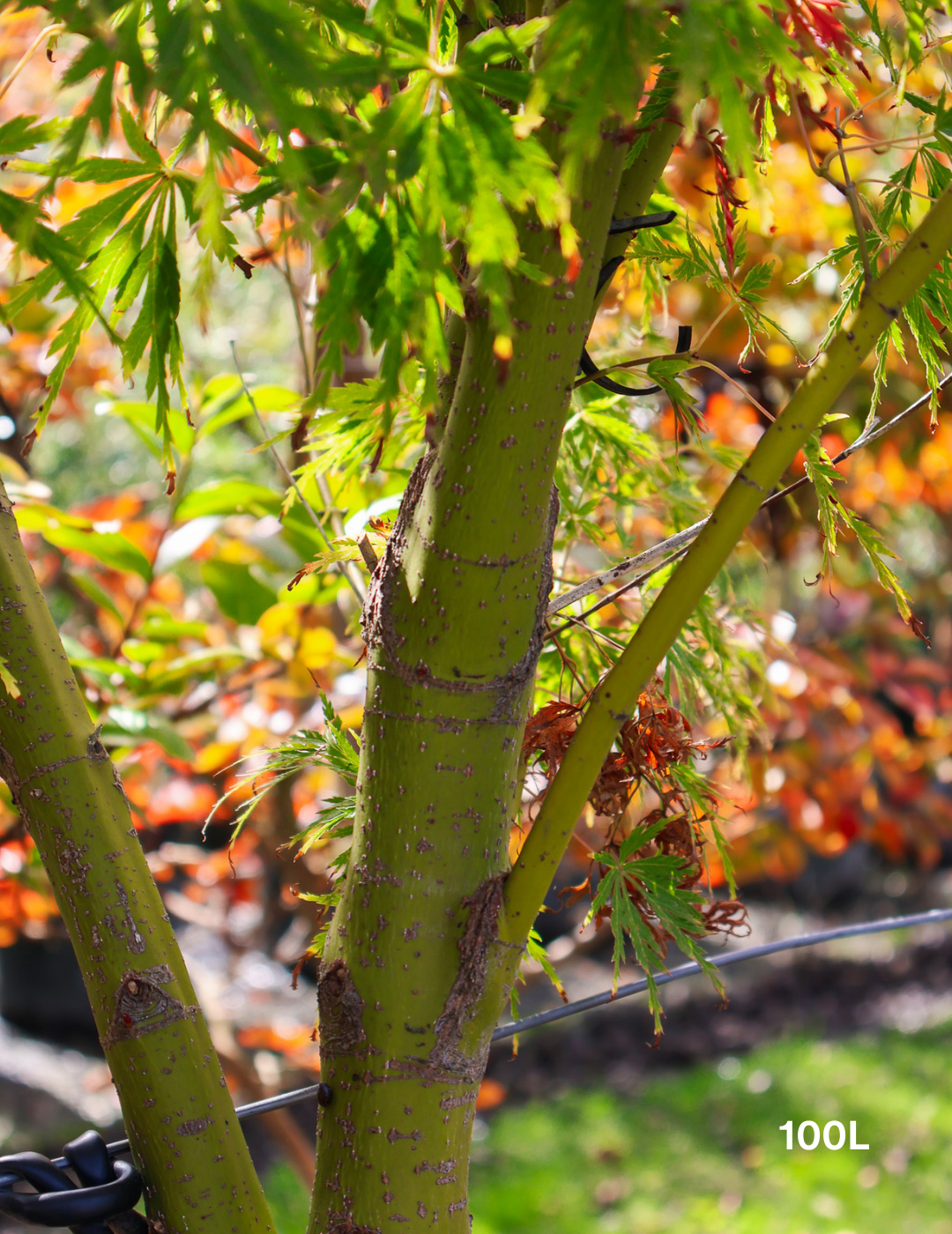 Acer palmatum dissectum 'Seiryu' (Japanese Maple) - Evergreen Trees Direct