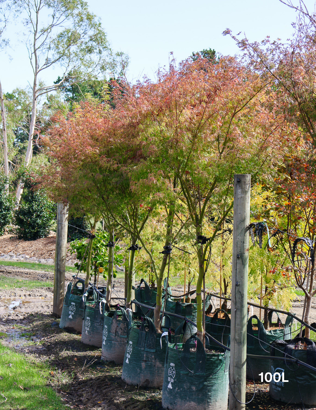 Acer palmatum dissectum 'Seiryu' (Japanese Maple) - Evergreen Trees Direct