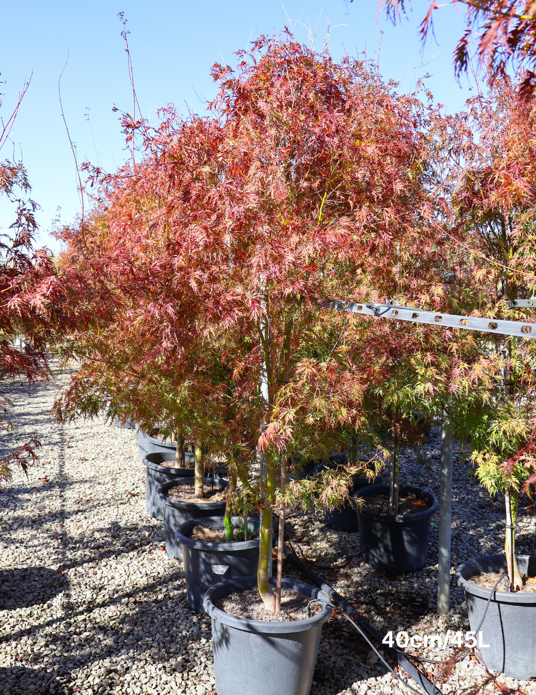 Acer palmatum dissectum 'Seiryu' (Japanese Maple) - Evergreen Trees Direct