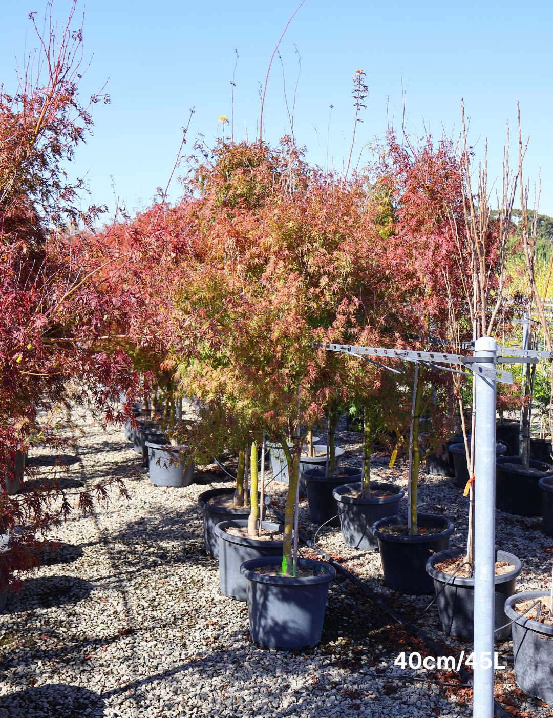 Acer palmatum dissectum 'Seiryu' (Japanese Maple) - Evergreen Trees Direct