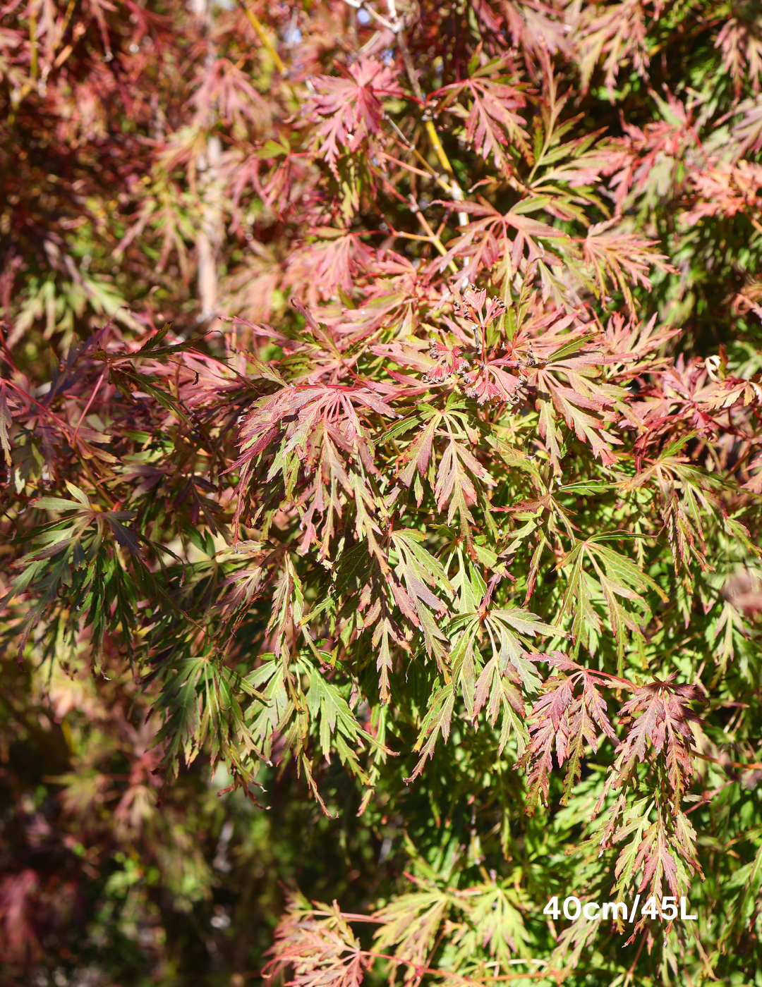 Acer palmatum dissectum 'Seiryu' (Japanese Maple) - Evergreen Trees Direct