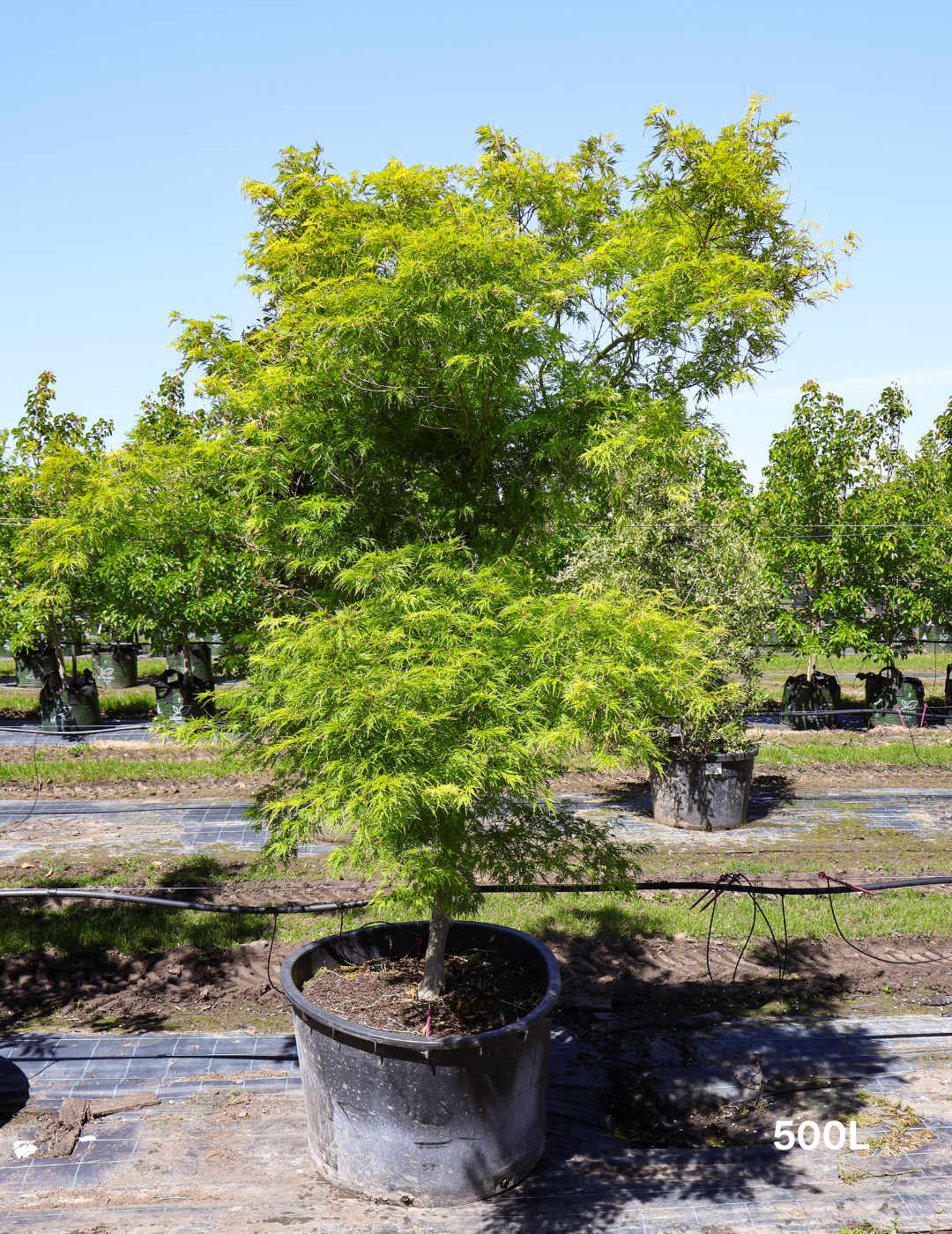 Acer palmatum dissectum 'Seiryu' (Japanese Maple) - Evergreen Trees Direct