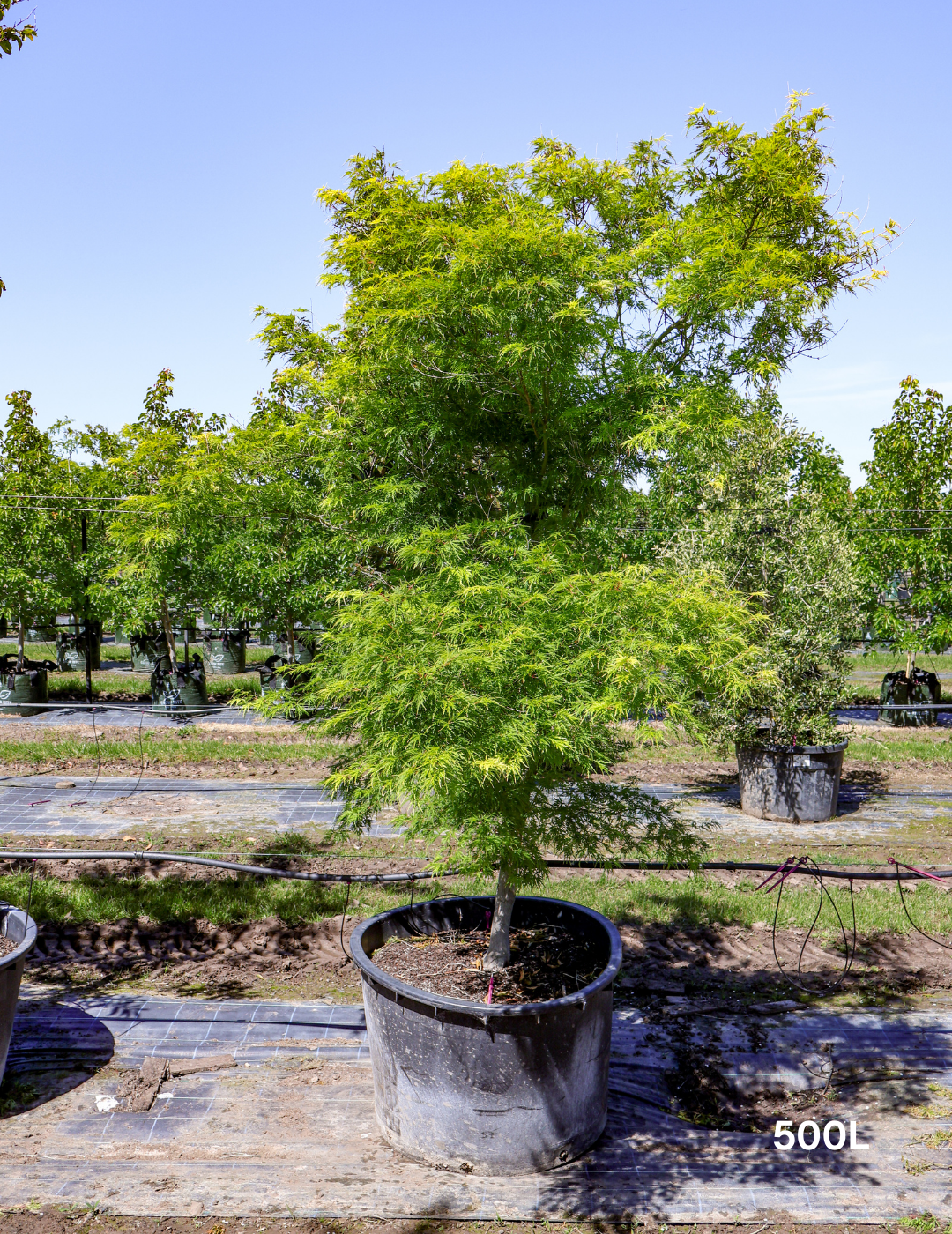 Acer palmatum dissectum 'Seiryu' (Japanese Maple) - Evergreen Trees Direct