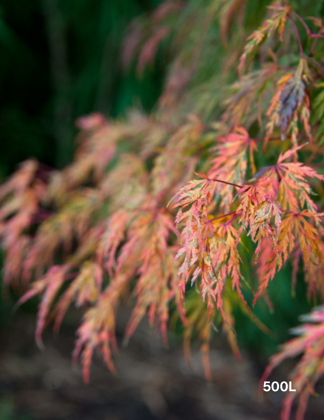 Acer palmatum dissectum 'Seiryu' (Japanese Maple) - Evergreen Trees Direct