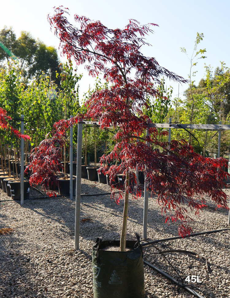 Weeping Japanese Maple - Acer palmatum dissectum 'Inaba Shidare' Weeper
