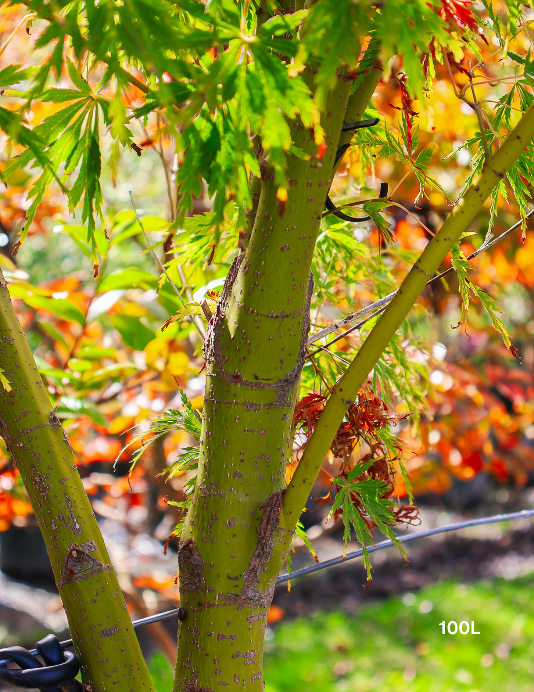 Acer palmatum dissectum 'Seiryu' (Japanese Maple) - Evergreen Trees Direct