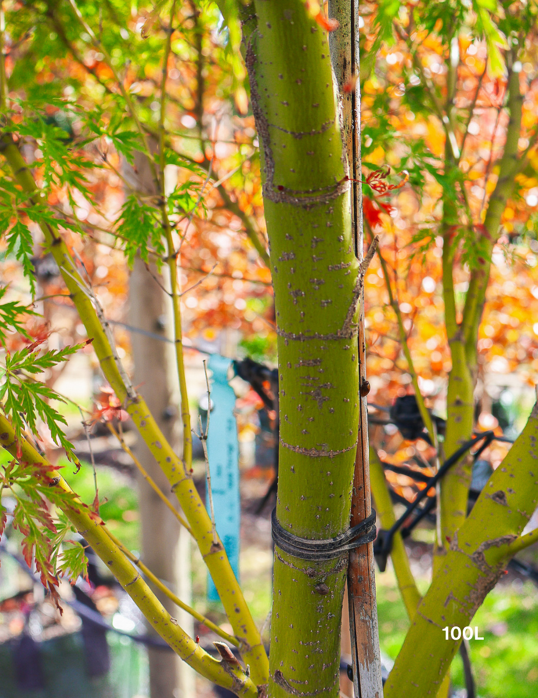 Acer palmatum dissectum 'Seiryu' (Japanese Maple) - Evergreen Trees Direct