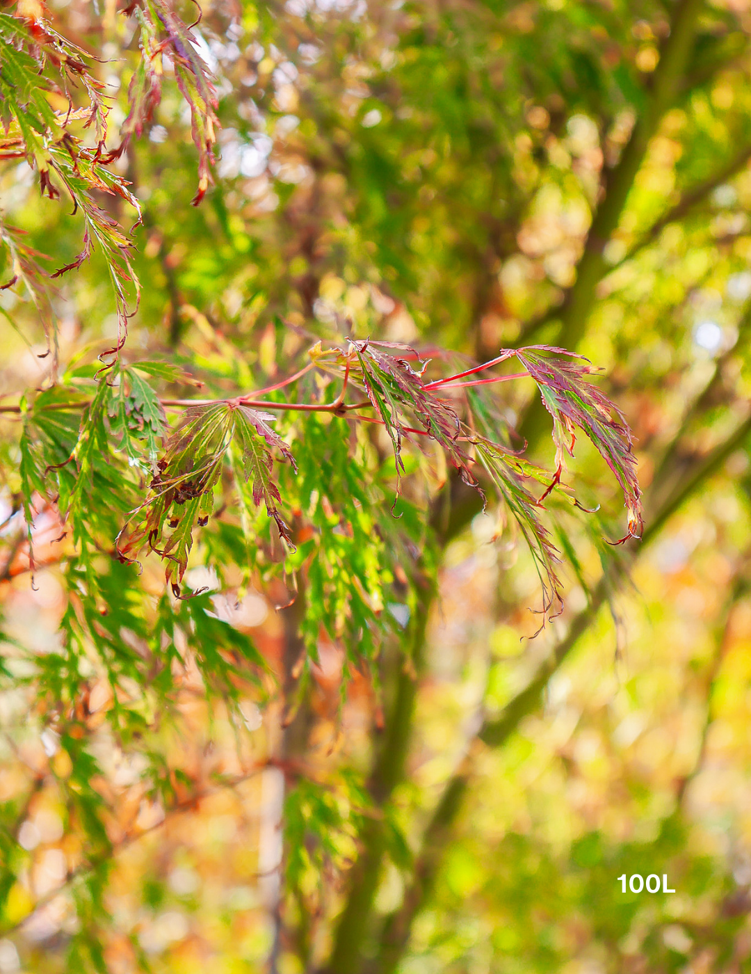 Acer palmatum dissectum 'Seiryu' (Japanese Maple) - Evergreen Trees Direct