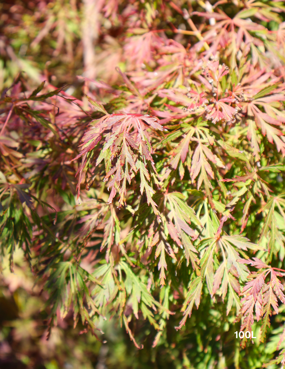 Acer palmatum dissectum 'Seiryu' (Japanese Maple)