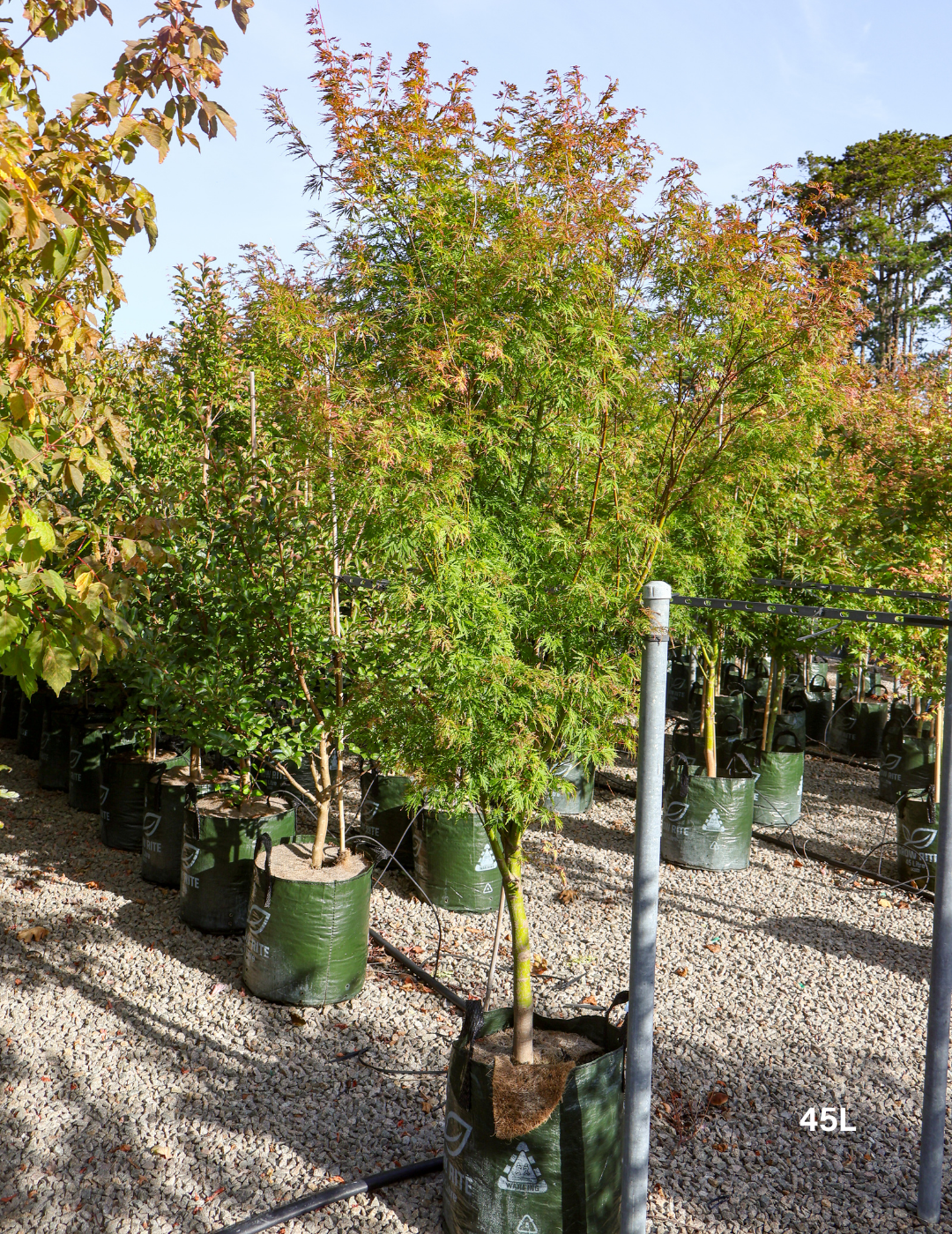 Acer palmatum dissectum 'Seiryu' (Japanese Maple)