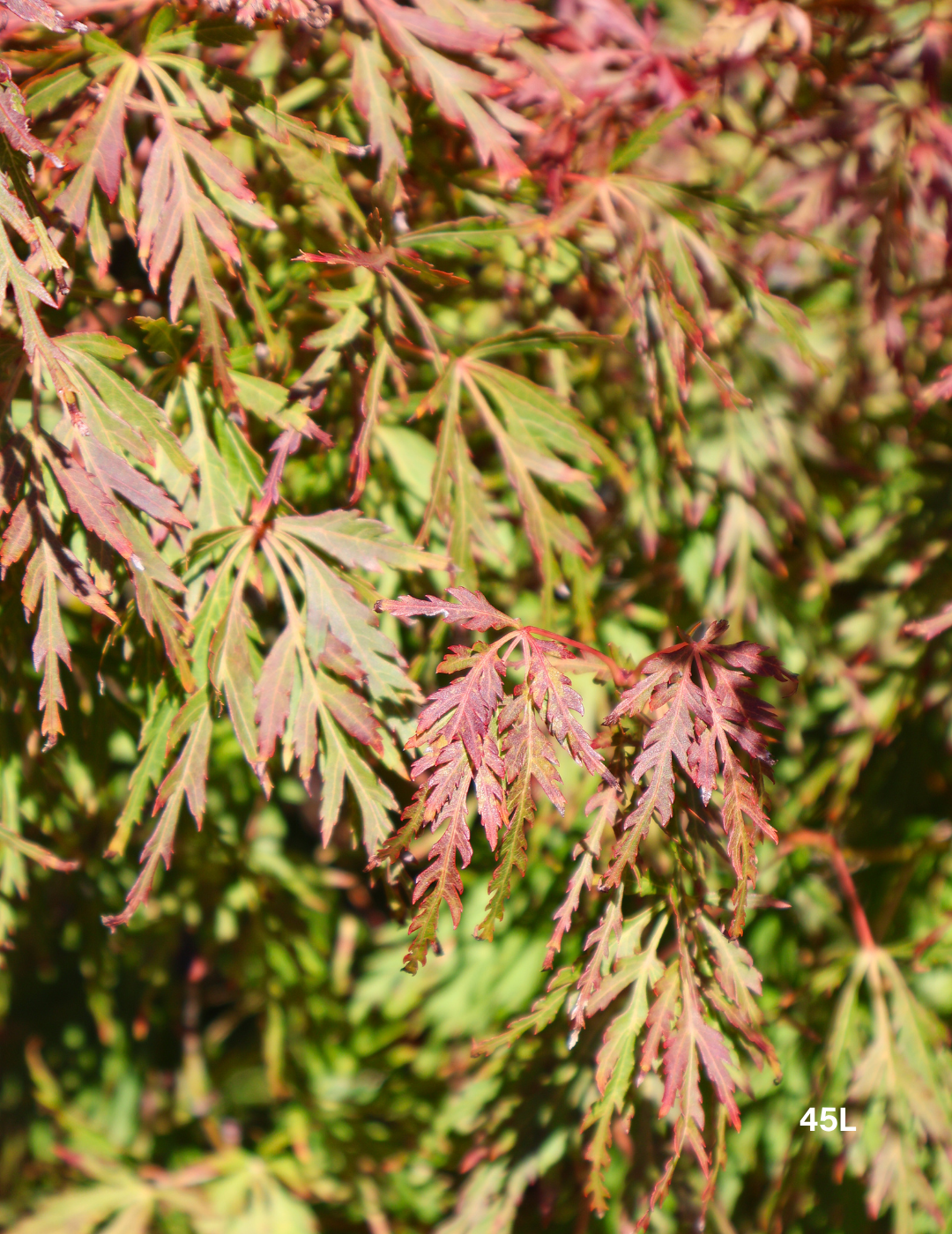 Acer palmatum dissectum 'Seiryu' (Japanese Maple) - Evergreen Trees Direct