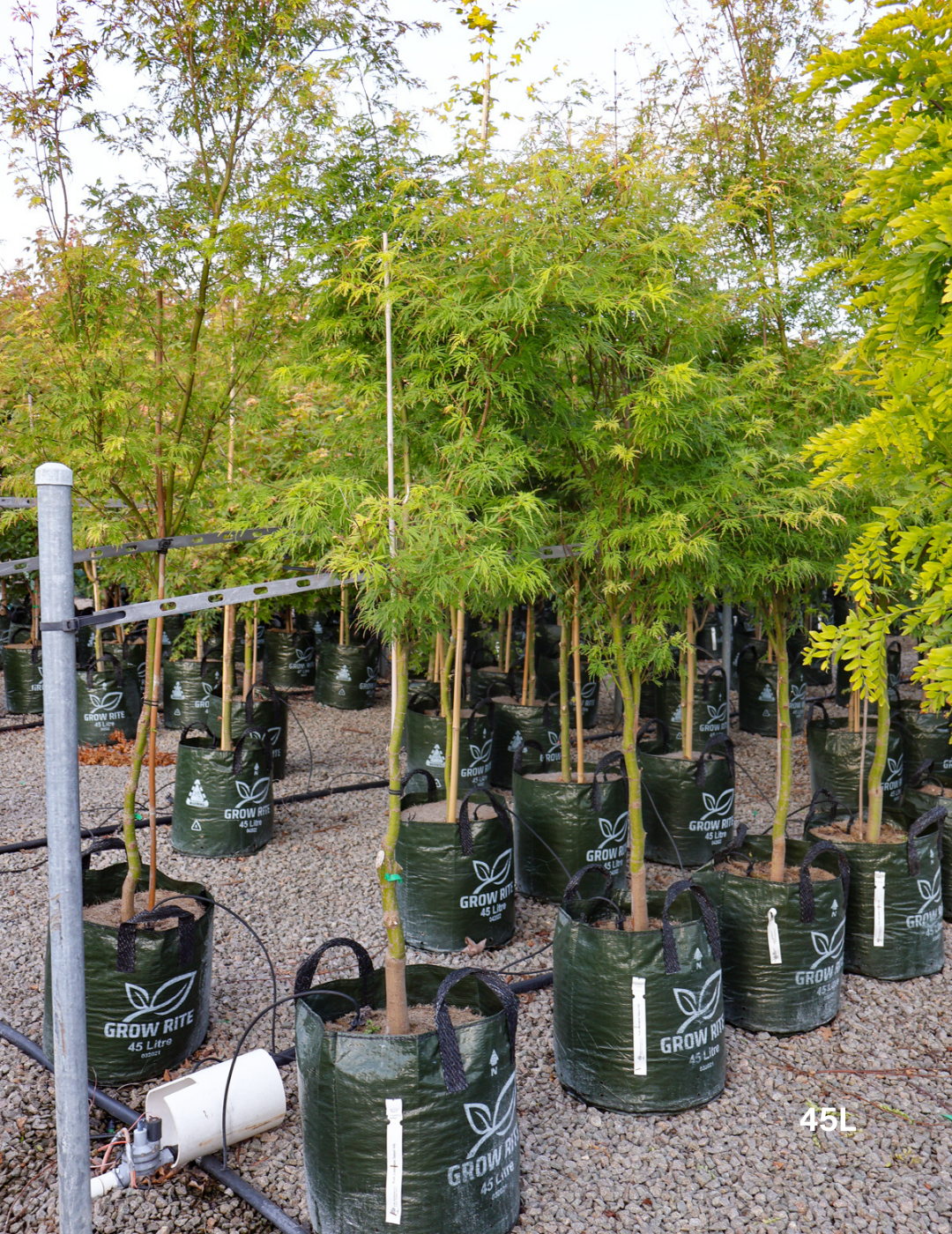 Acer palmatum dissectum 'Seiryu' (Japanese Maple) - Evergreen Trees Direct