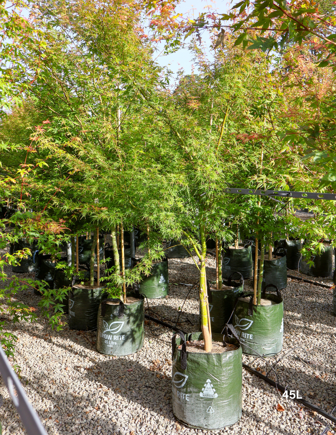 Acer palmatum dissectum 'Seiryu' (Japanese Maple) - Evergreen Trees Direct