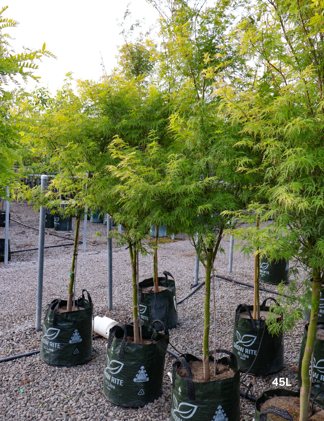 Acer palmatum dissectum 'Seiryu' (Japanese Maple) - Evergreen Trees Direct
