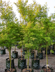 Acer palmatum dissectum 'Seiryu' Upright Laceleaf Japanese Maple