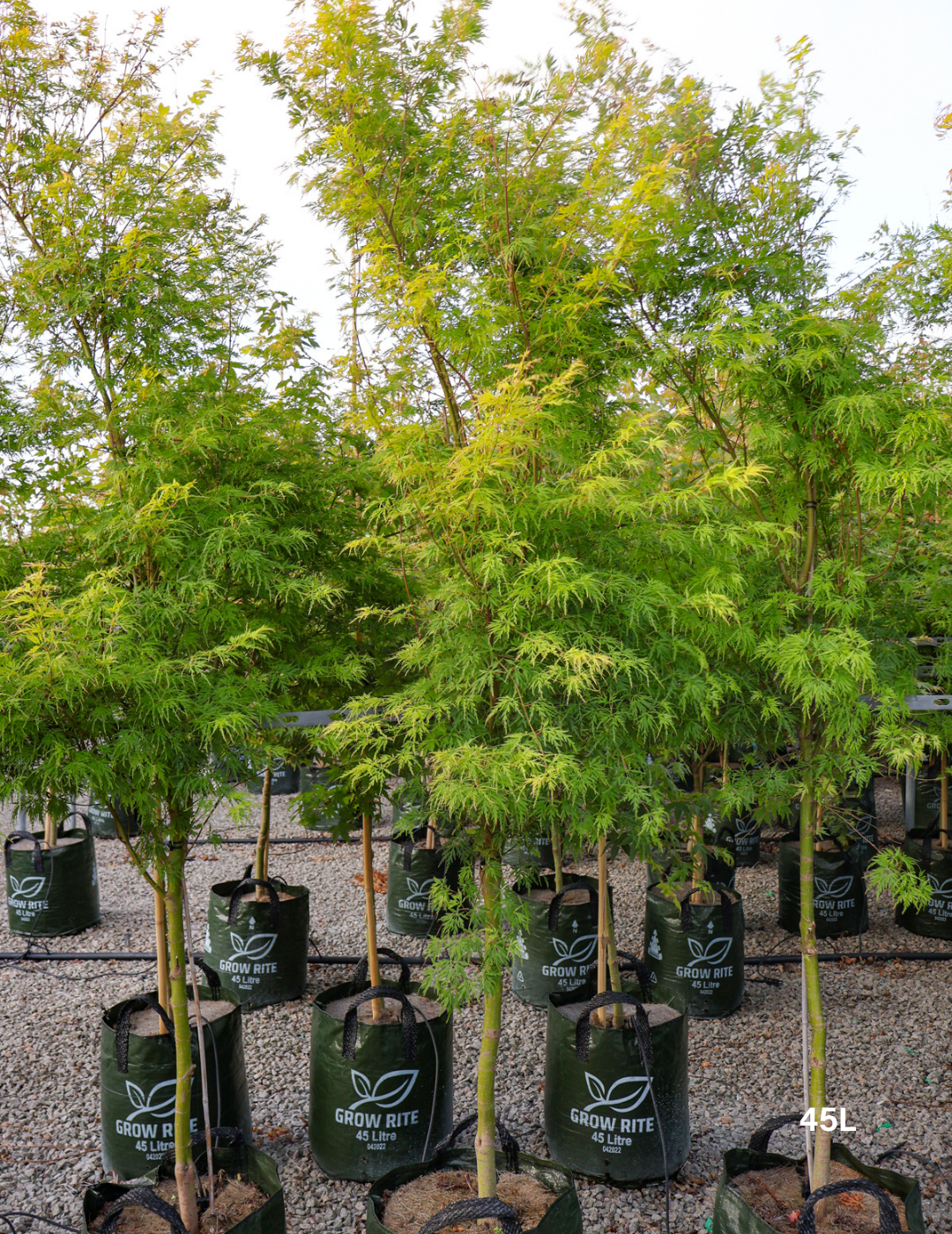 Acer palmatum dissectum 'Seiryu' (Japanese Maple) - Evergreen Trees Direct