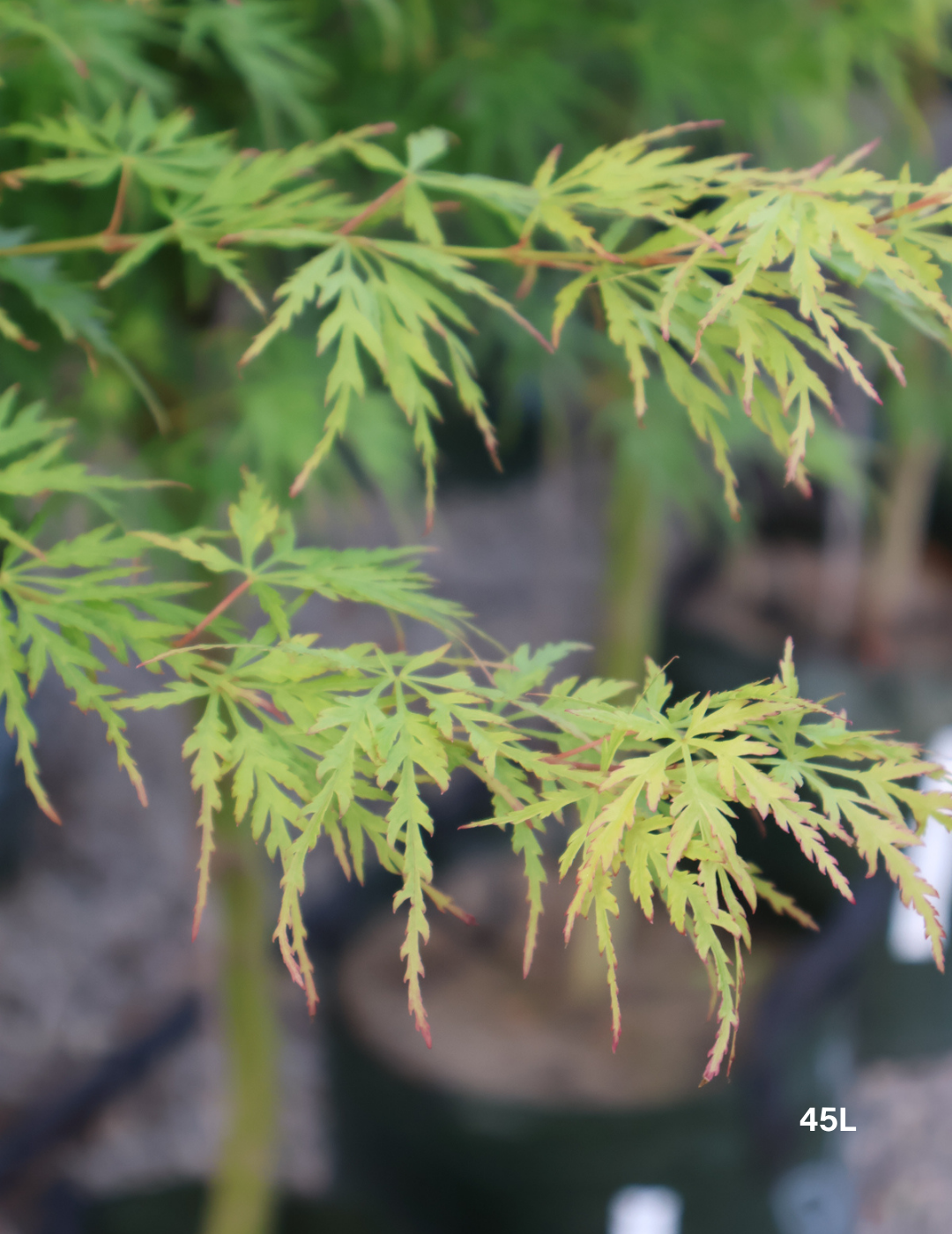 Acer palmatum dissectum 'Seiryu' (Japanese Maple) - Evergreen Trees Direct