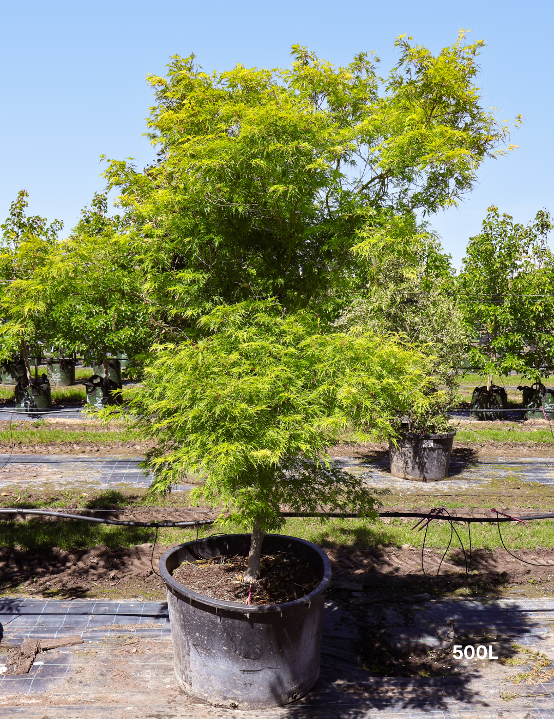 Acer palmatum dissectum 'Seiryu' (Japanese Maple) - Evergreen Trees Direct