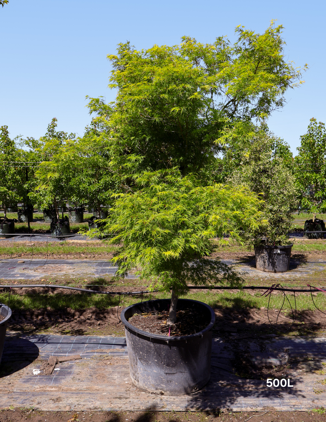 Acer palmatum dissectum 'Seiryu' (Japanese Maple) - Evergreen Trees Direct