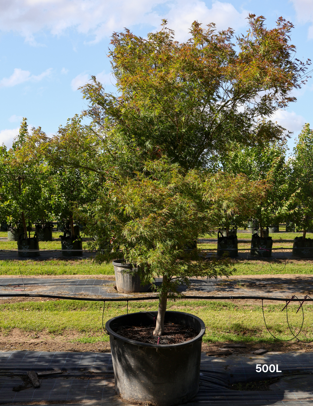 Acer palmatum dissectum 'Seiryu' (Japanese Maple) - Evergreen Trees Direct