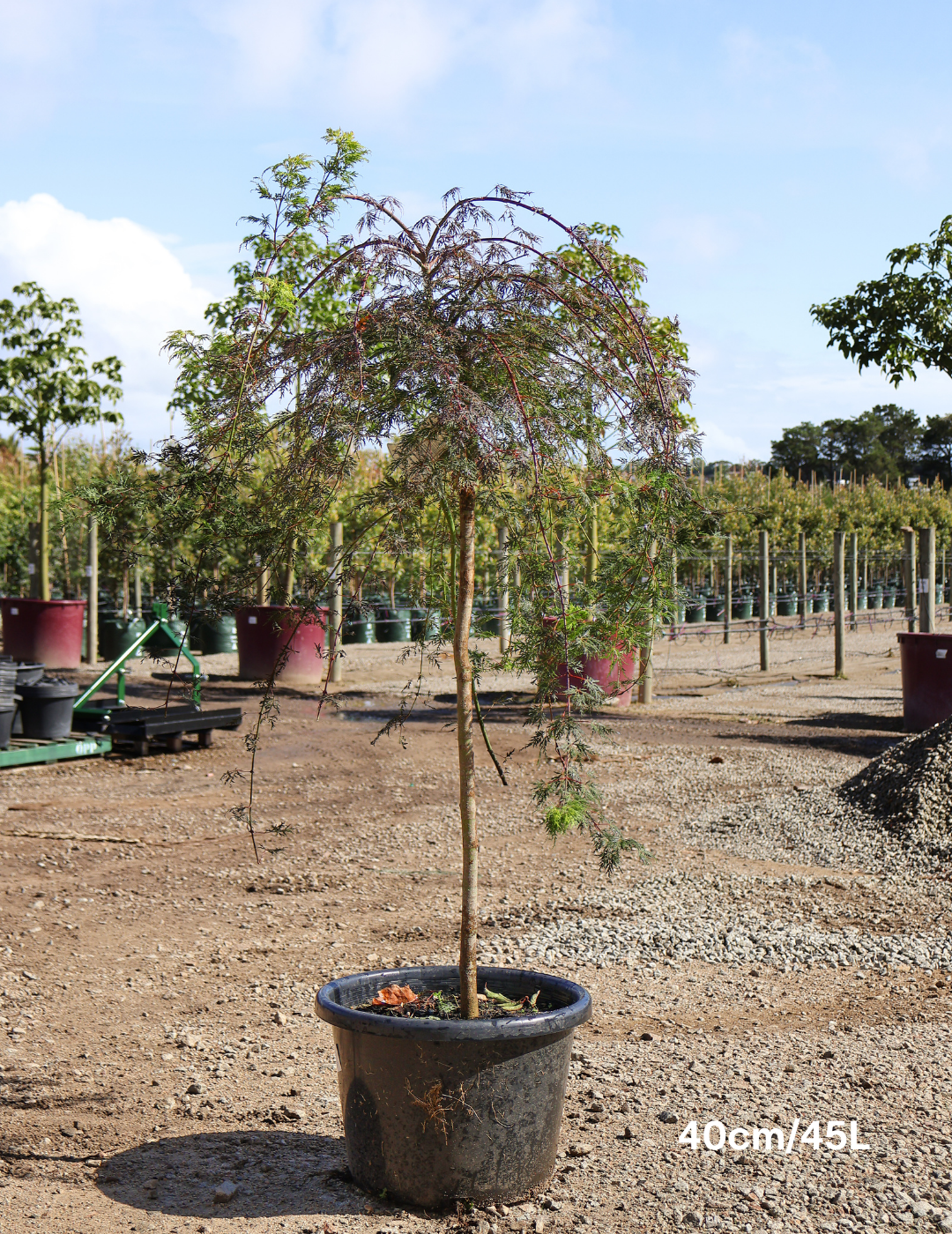 Acer palmatum dissectum 'Waterfall' Weeper - Evergreen Trees Direct