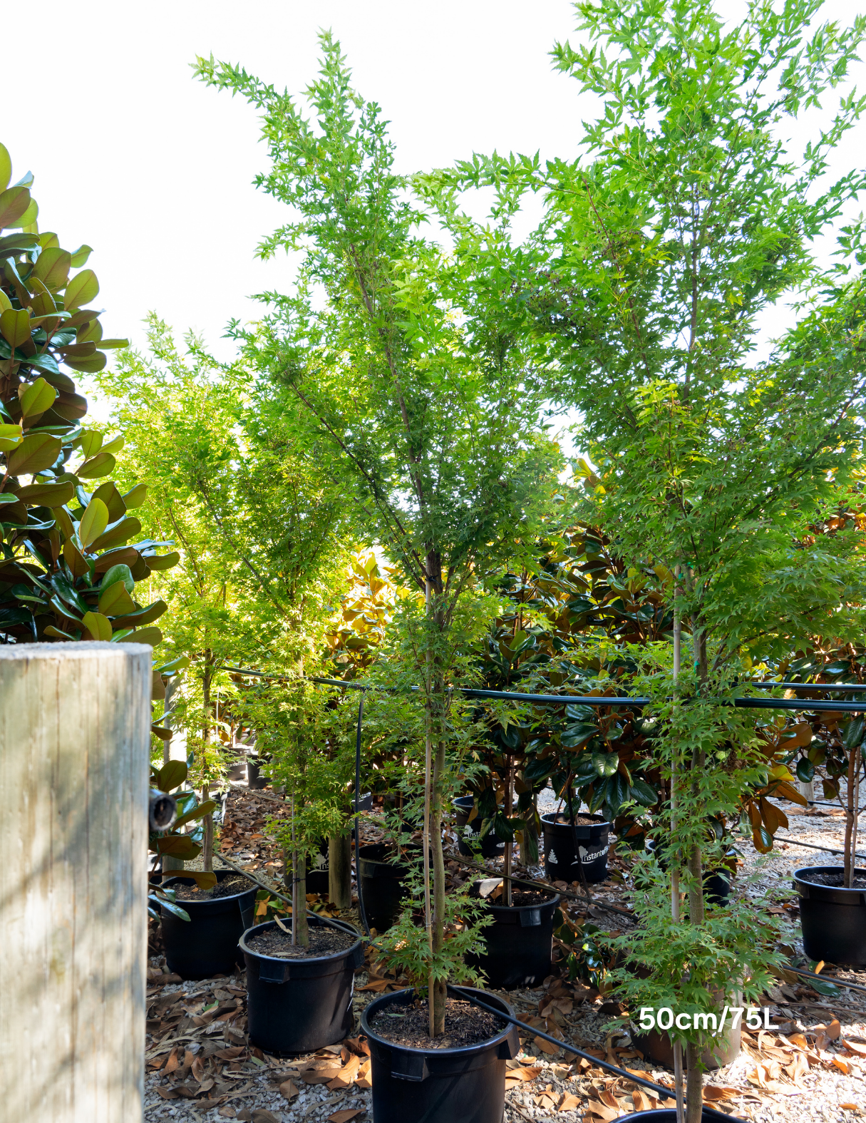 Acer palmatum 'Sango Kaku' Coral Bark Japanese Maple