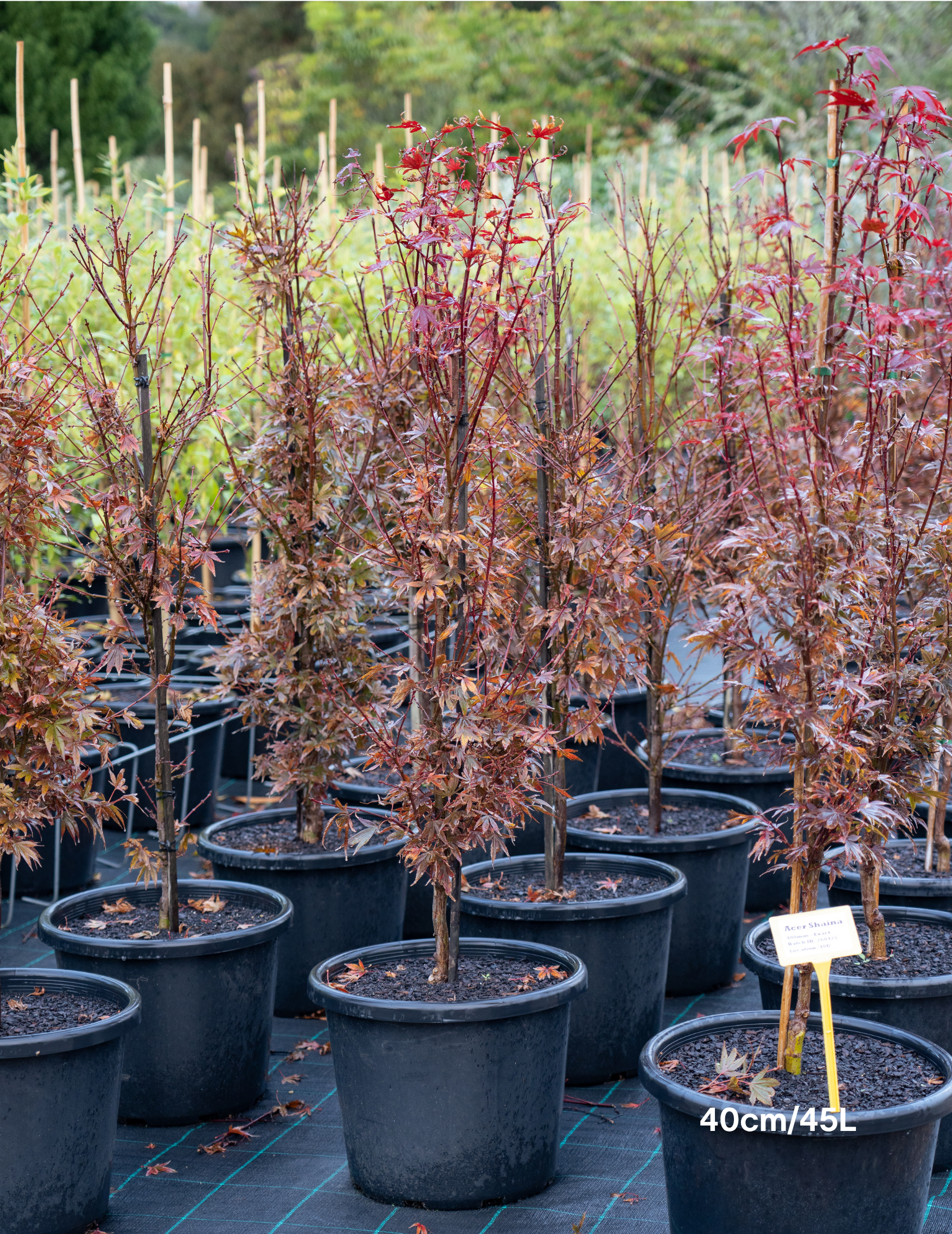Acer palmatum ‘Shaina’ – Shaina Japanese Maple