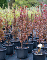 Acer palmatum ‘Shaina’ – Shaina Japanese Maple
