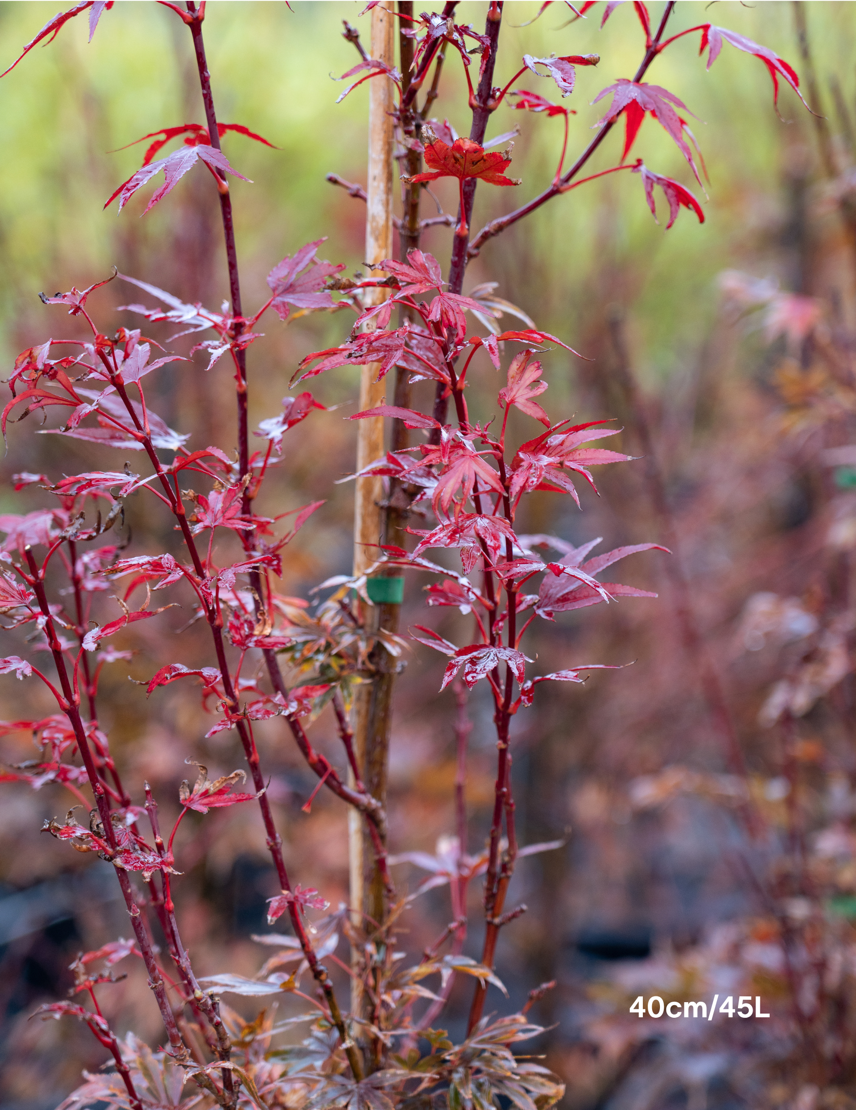 Acer palmatum ‘Shaina’ – Shaina Japanese Maple