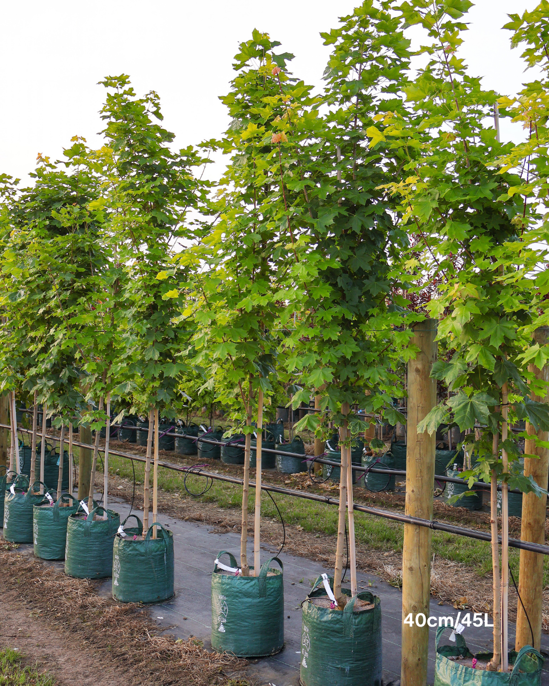 Acer truncatum x A. platanoides 'Warrenred' Pacific Sunset