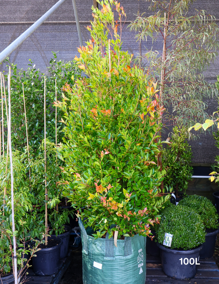 Acmena smithii 'Firescreen' - Lilly Pilly - Evergreen Trees Direct