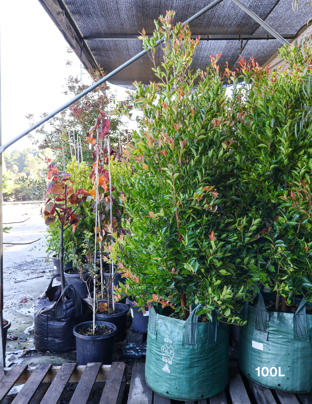 Acmena smithii 'Firescreen' - Lilly Pilly - Evergreen Trees Direct