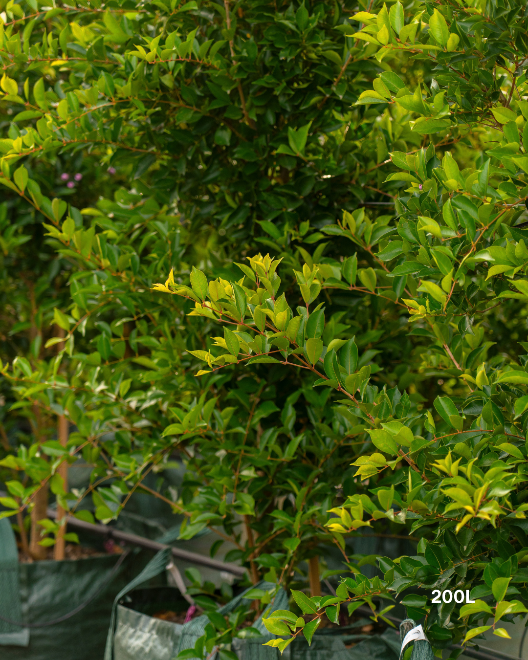 Acmena smithii 'Firescreen' - Lilly Pilly