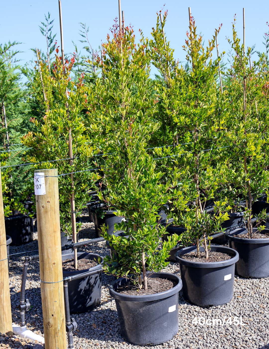 Acmena smithii 'Firescreen' - Lilly Pilly - Evergreen Trees Direct