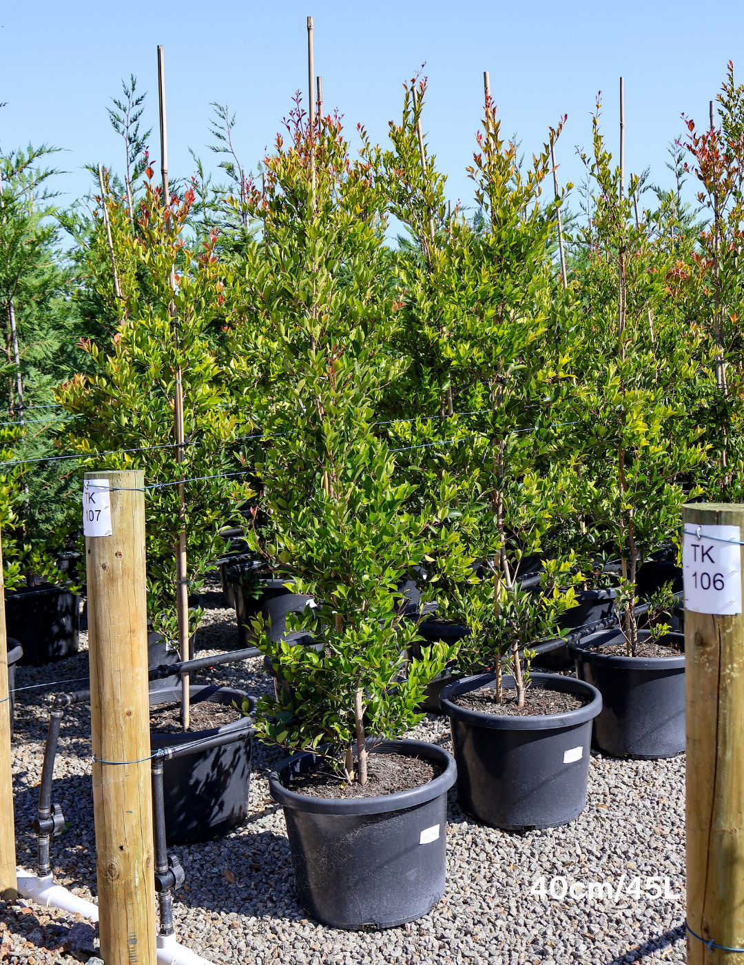 Acmena smithii 'Firescreen' - Lilly Pilly - Evergreen Trees Direct