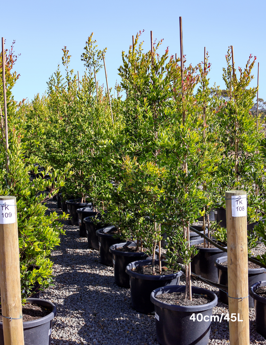 Acmena smithii 'Firescreen' - Lilly Pilly - Evergreen Trees Direct