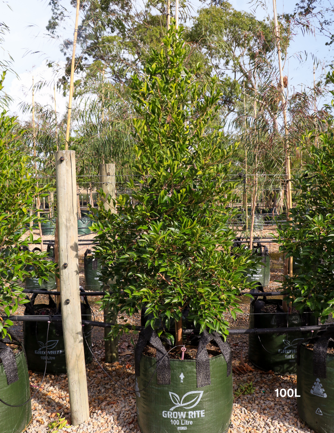 Acmena smithii 'Sublime' - Lilly Pilly - Evergreen Trees Direct