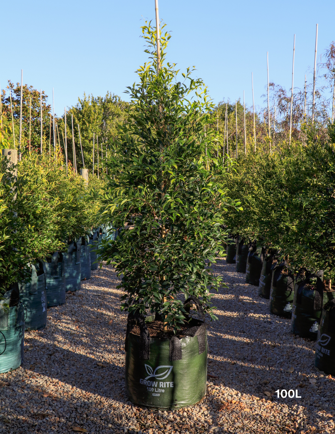 Acmena smithii 'Sublime' - Lilly Pilly - Evergreen Trees Direct