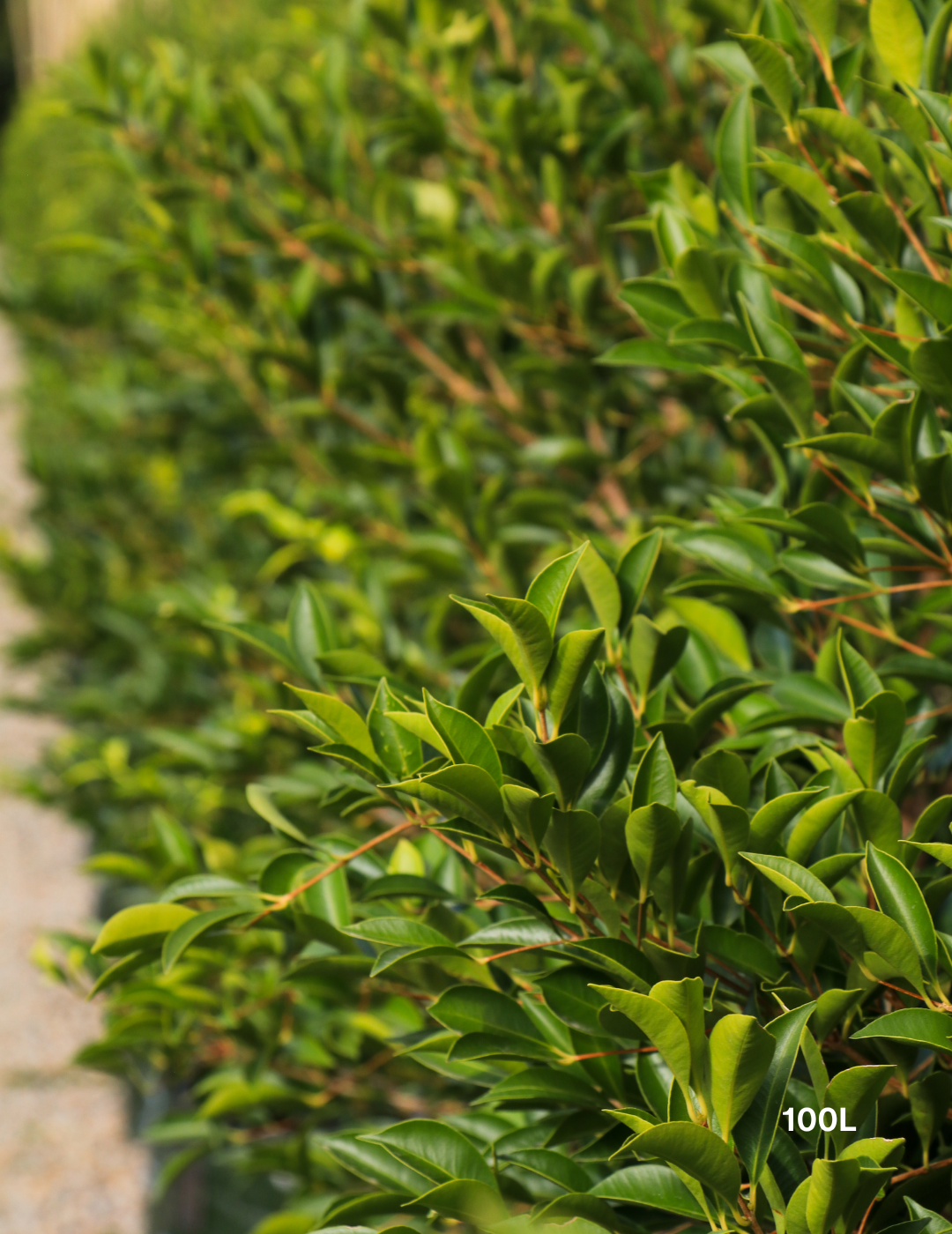 Acmena smithii 'Sublime' - Lilly Pilly - Evergreen Trees Direct