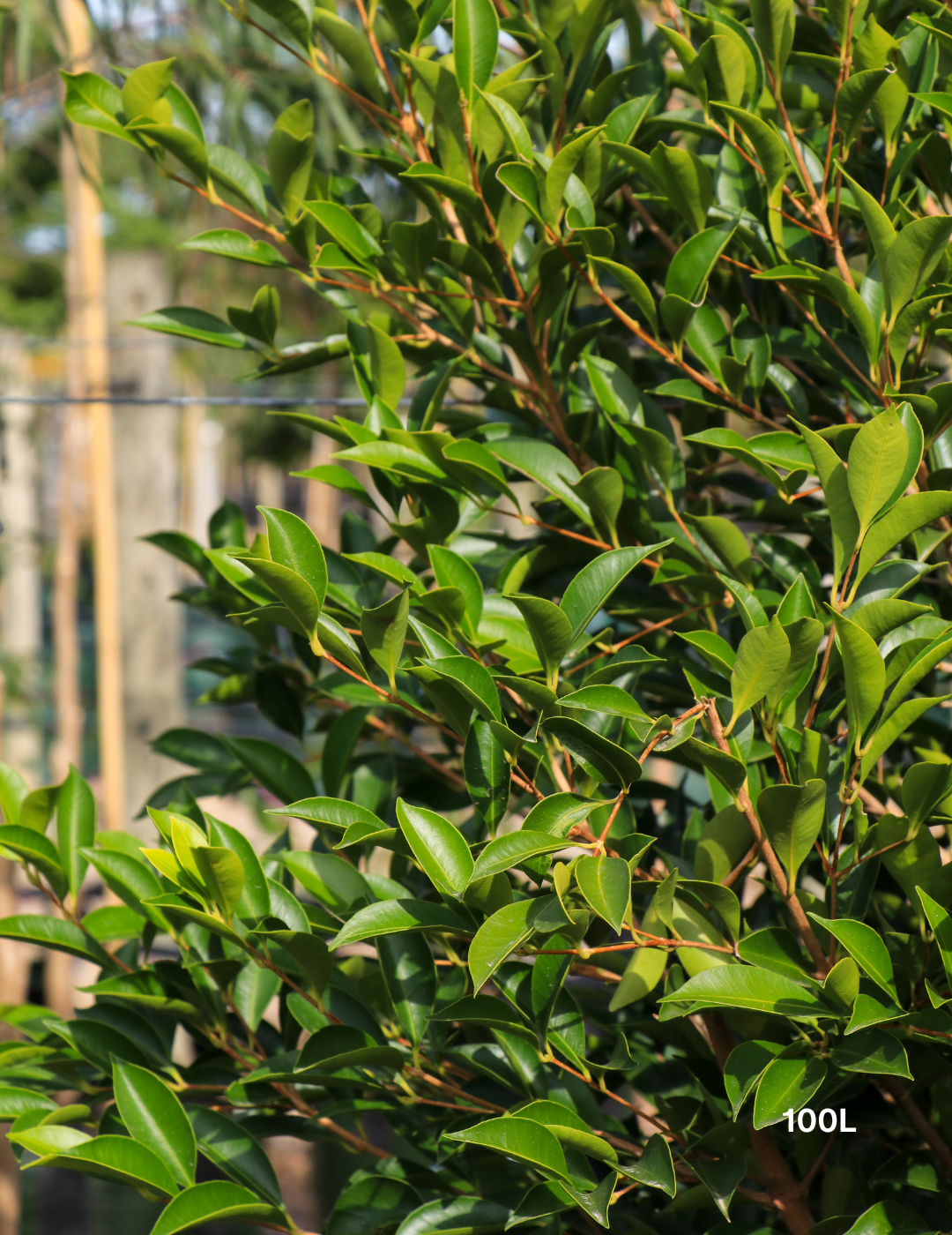 Acmena smithii 'Sublime' - Lilly Pilly - Evergreen Trees Direct