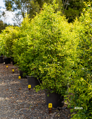 Acmena smithii 'Sublime' - Lilly Pilly - Evergreen Trees Direct