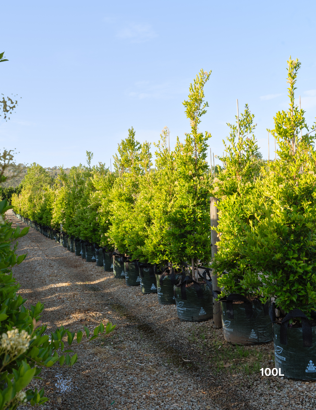 Acmena smithii 'Firescreen' - Lilly Pilly - Evergreen Trees Direct