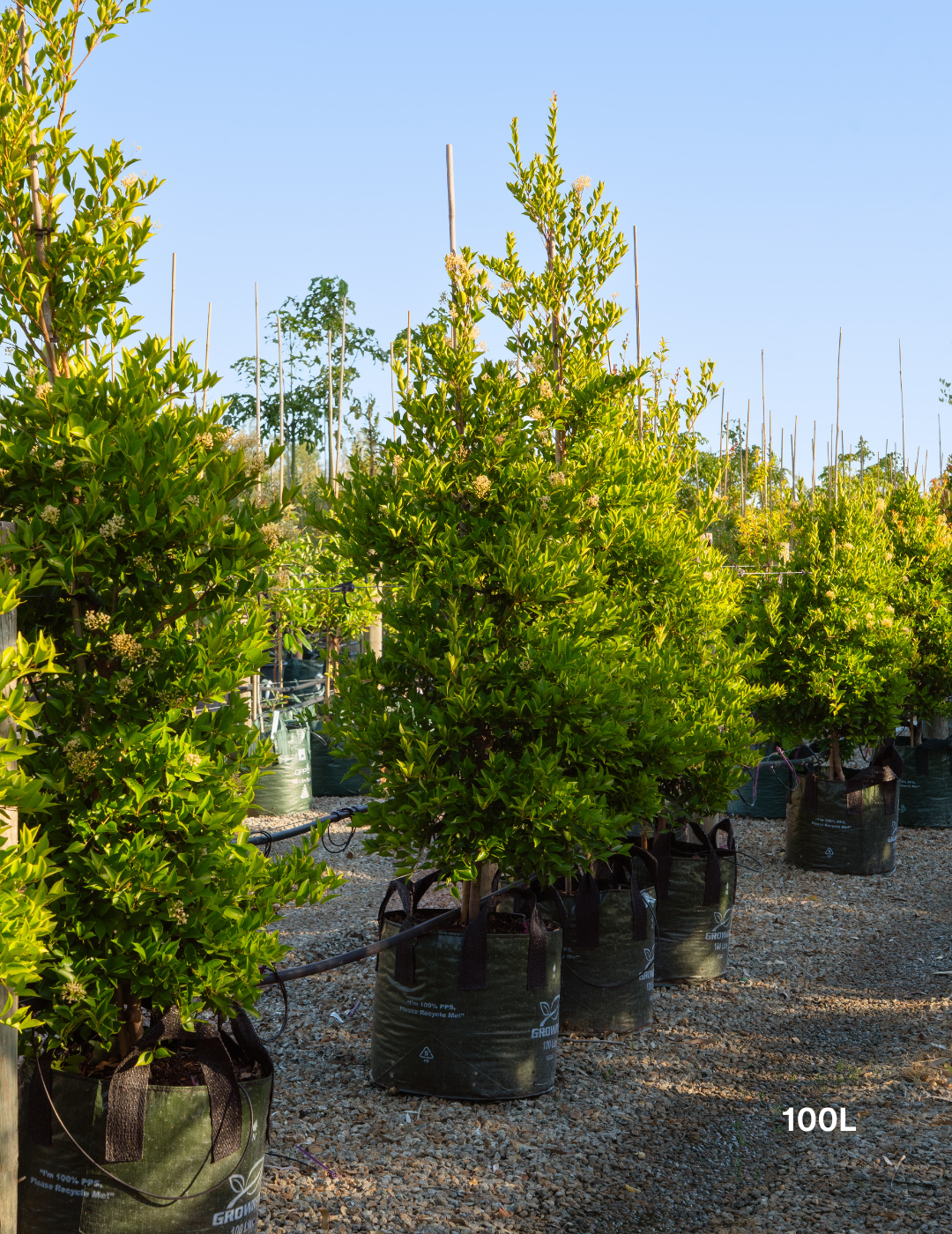 Acmena smithii 'Firescreen' - Lilly Pilly - Evergreen Trees Direct