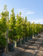 Acmena smithii 'Firescreen' - Lilly Pilly - Evergreen Trees Direct