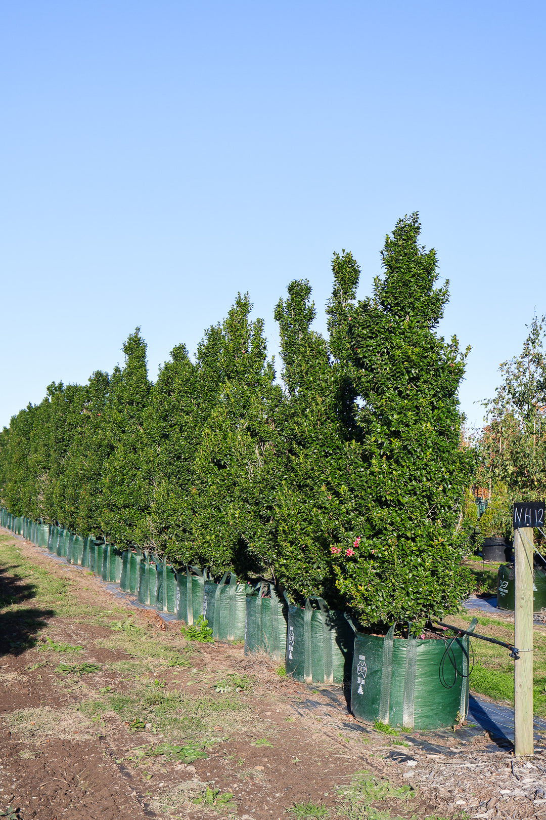 A row of Acmena Hinterland Gold trees in garden.