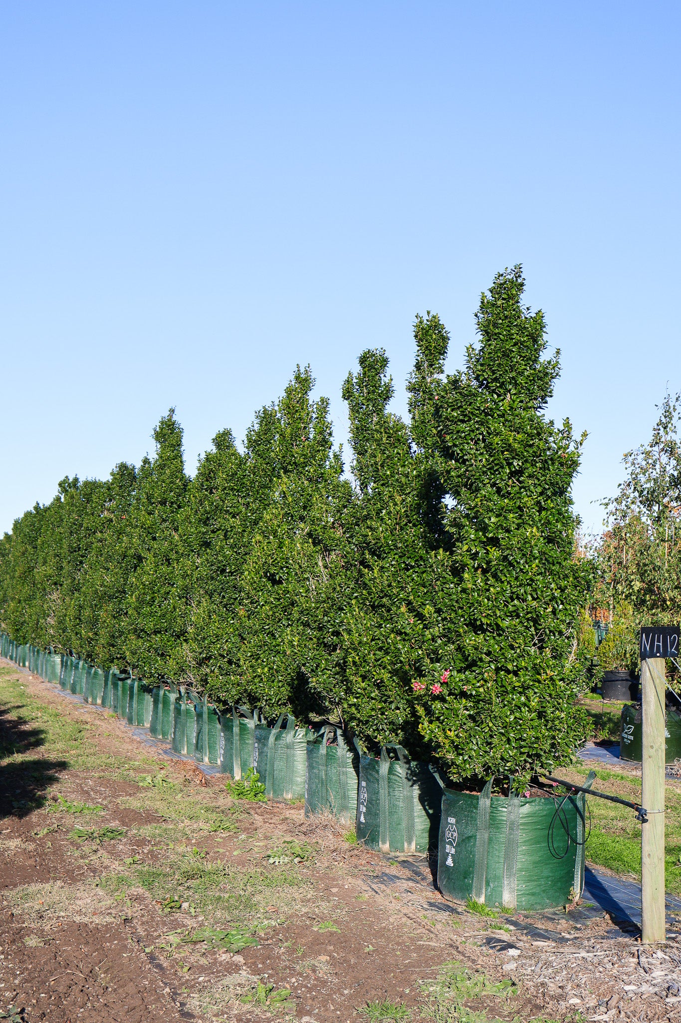 A row of Acmena Hinterland Gold trees in garden.