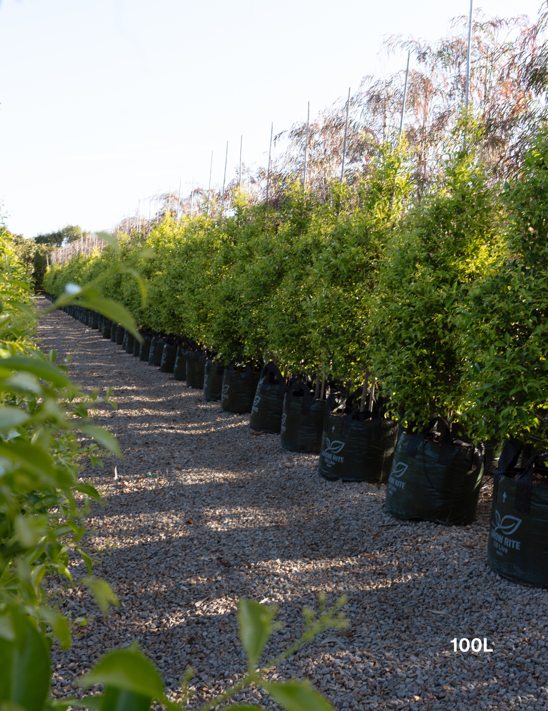 Acmena smithii 'Sublime' - Lilly Pilly - Evergreen Trees Direct