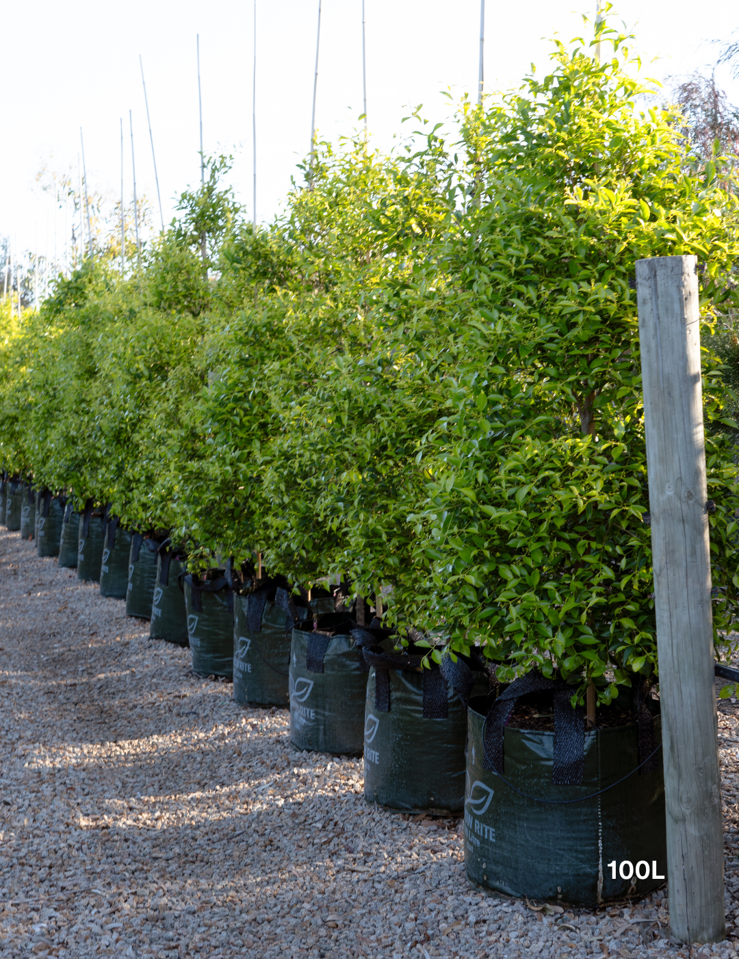 Acmena smithii 'Sublime' - Lilly Pilly - Evergreen Trees Direct